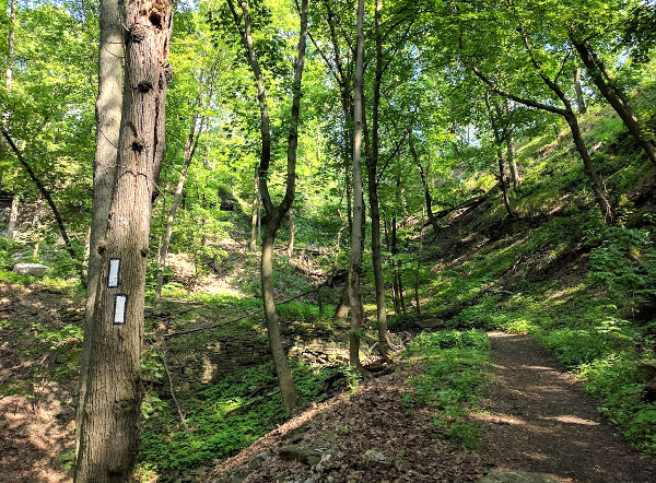 Running up the Bruce Trail switchback between Filman Road and Wilson Street