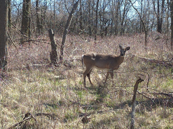 Deer on Iroquoia Heights Side Trail