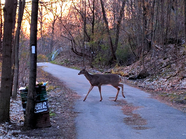 Deer crossing Radial Trail west of Chedoke Golf Course parking lot
