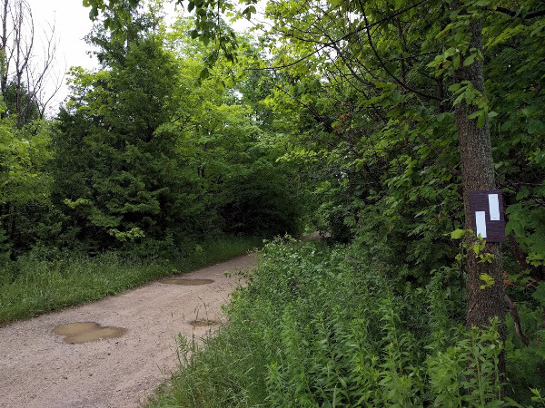 Bruce Trail around 15 km east of Wiarton