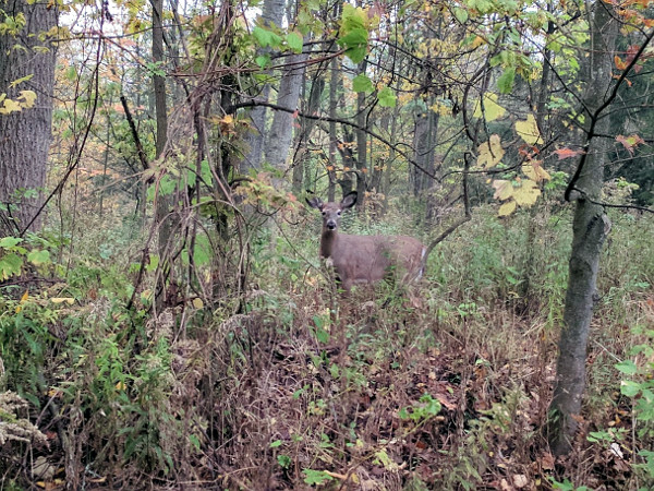 Deer in Dundas Valley