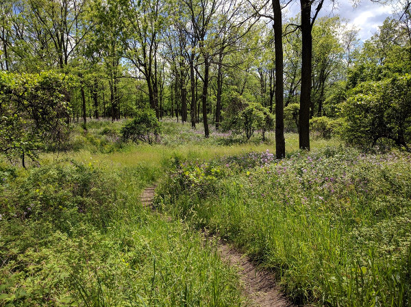 Iroquoia Heights Side Trail