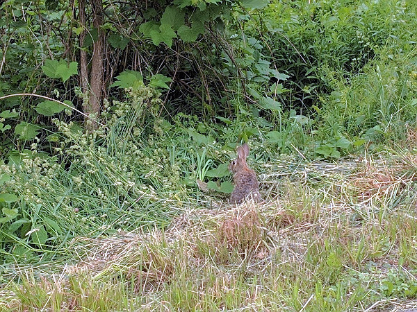 Rabbit on the Rail Trail