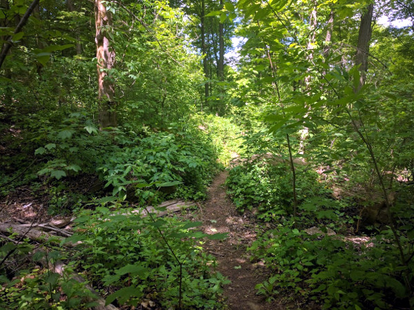 Pathway off Escarpment Trail between Wentworth Stairs and Kenilworth Overpass